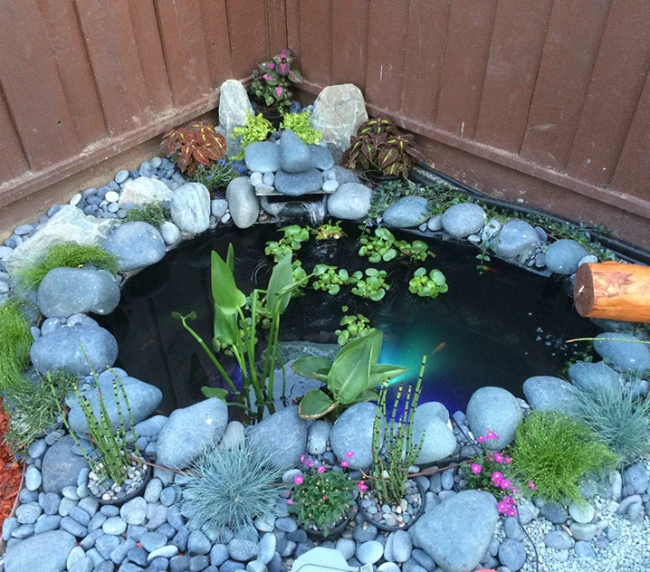 Heritage Tree of Life – A Permaculture Oasis, A unique self sustainable natural pond system. Complete with fish life and plants by Bhooma Homes (Vani Bahl)